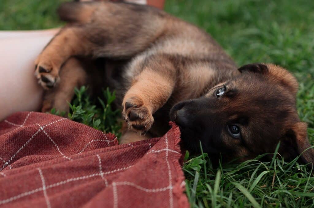 Puppy chewing a blanket