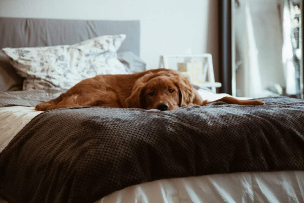 dog lying on bed