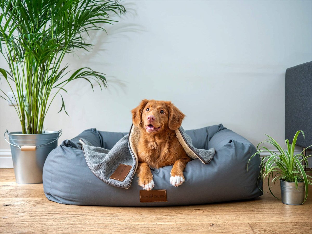 best chew-proof dog blankets for heavy chewers