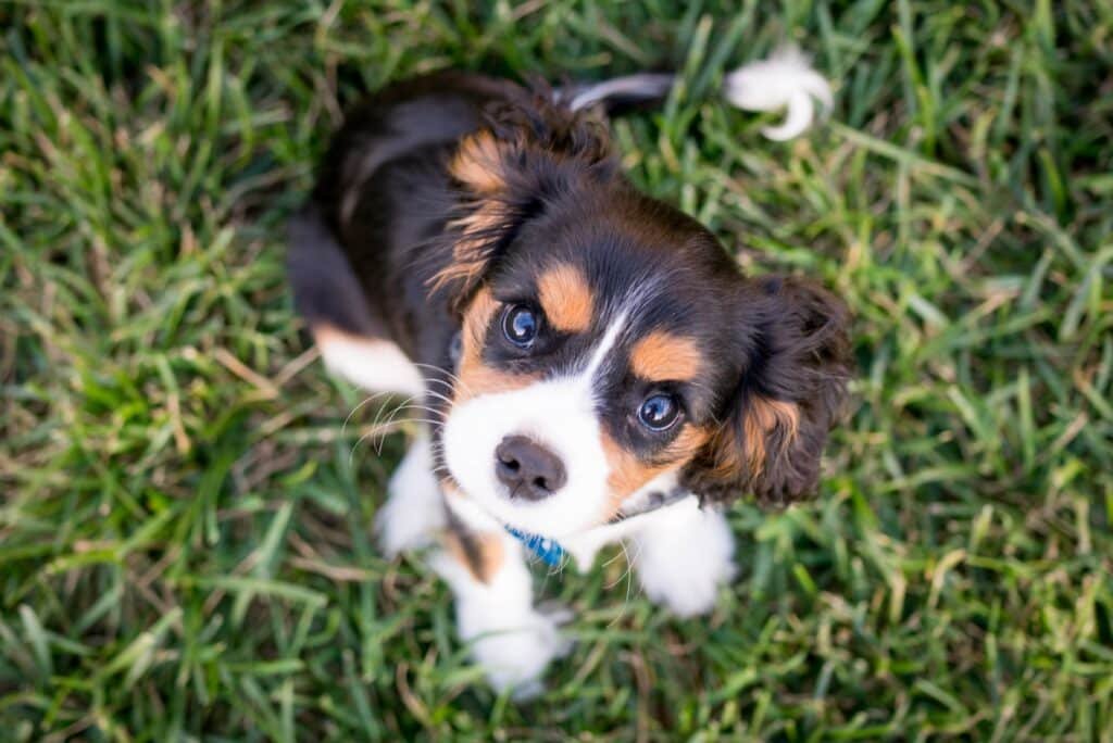 how to get rid of puppy hiccups