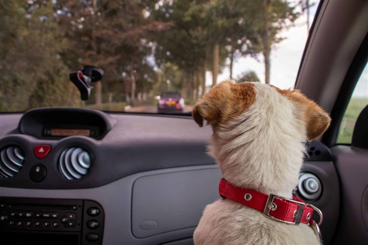 how to keep a dog safe in a car crash