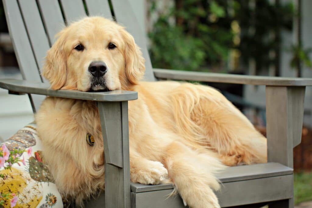 A golden retriever sitting on a chair