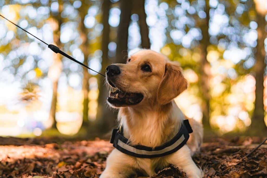 A harnessed Golden Retriever sitting in the woods