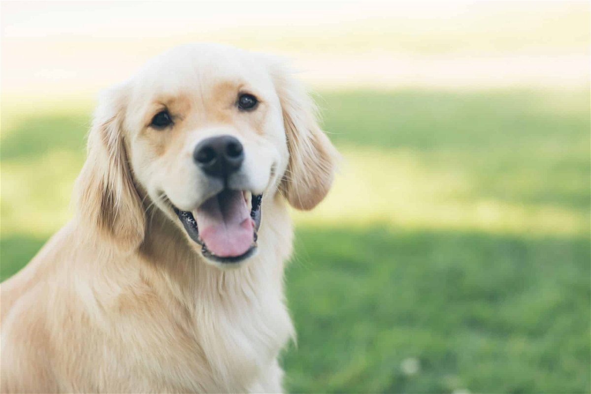 When Do Golden Retrievers Stop Growing? (Facts & FAQs)