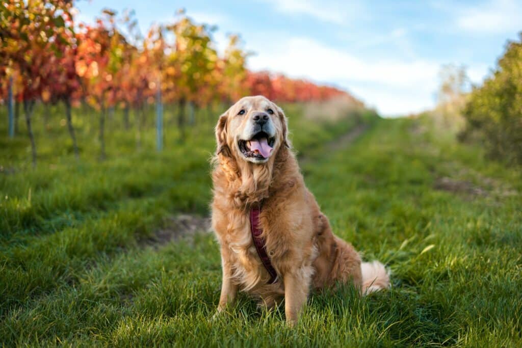 are retriever aggressive