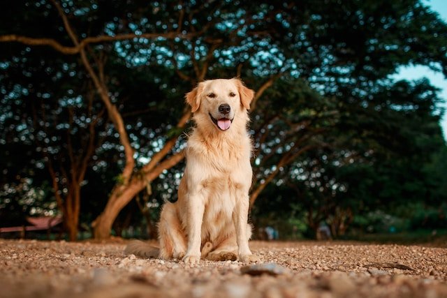 Are Golden Retrievers good for first time owners
