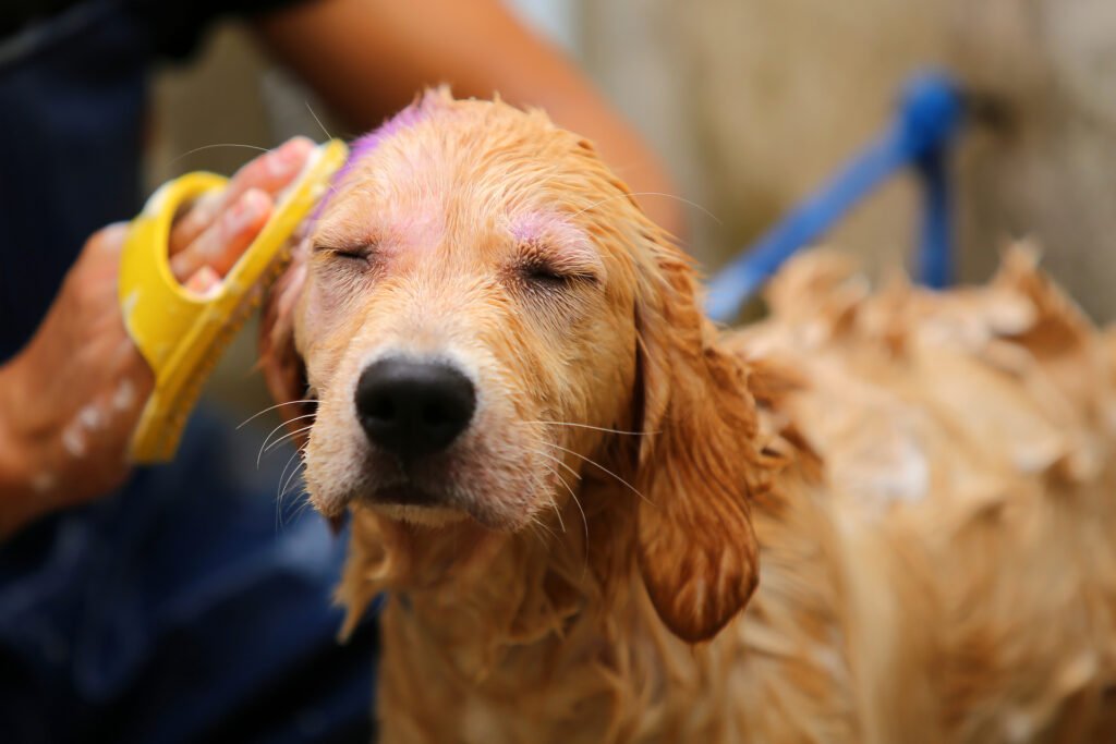 Golden Retriever having a bathe