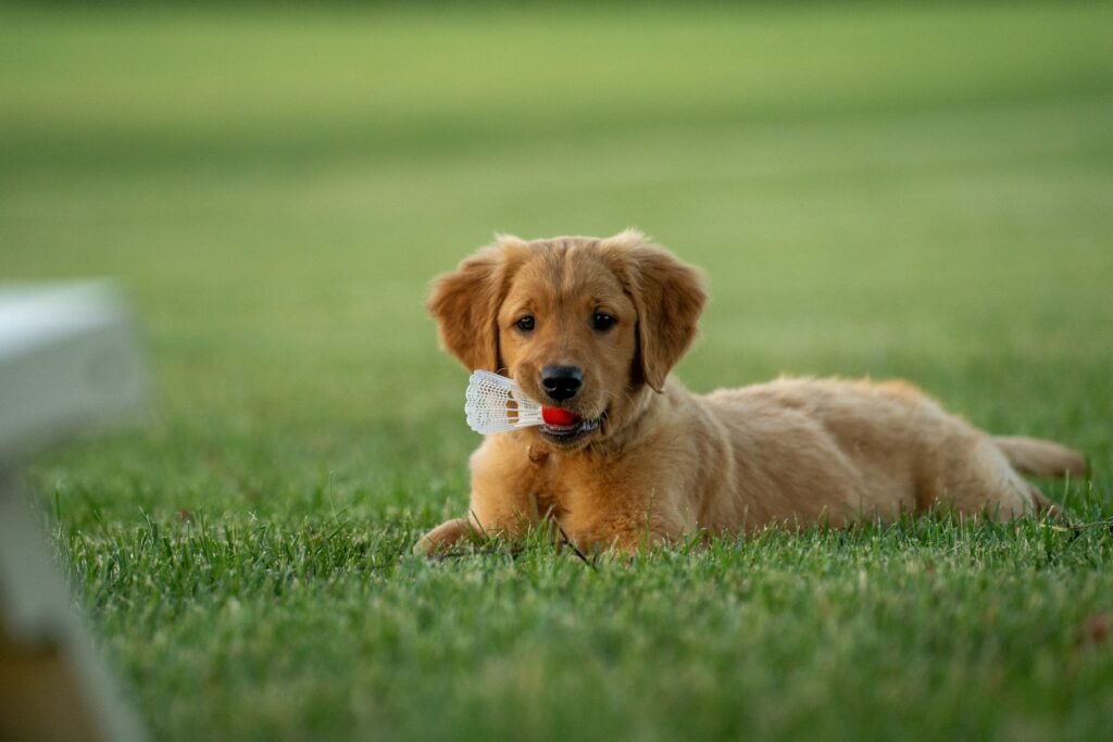 Golden Retriever puppy playing on grass