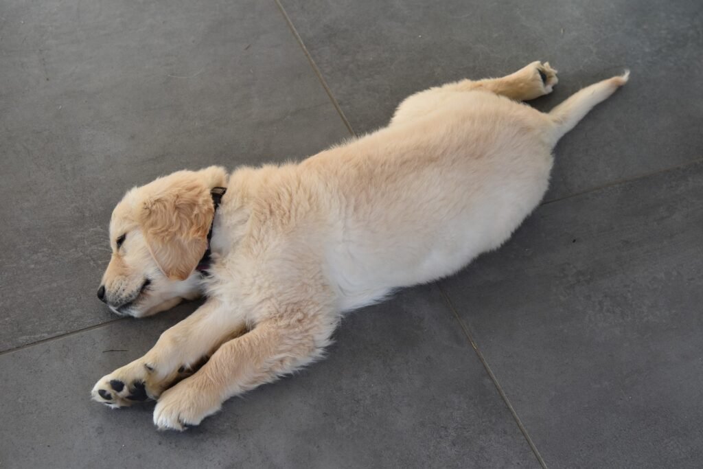 Golden Retriever puppy lying on the floor