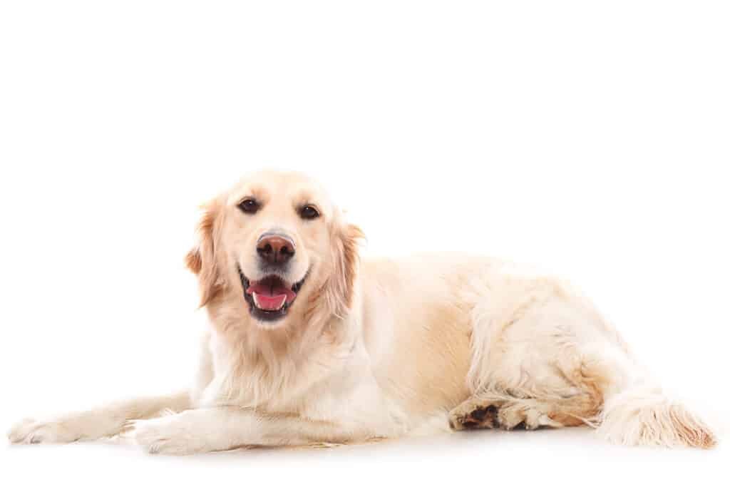 When Do Golden Retrievers Stop Growing? (Facts & FAQs)