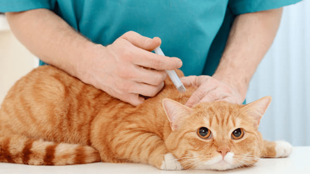 cat taking a vaccine