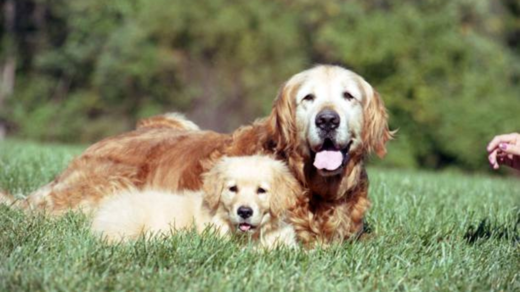 A puppy and an old Golden Retriever are laying down together in the grass. A depiction of how long do Golden Retrievers live
