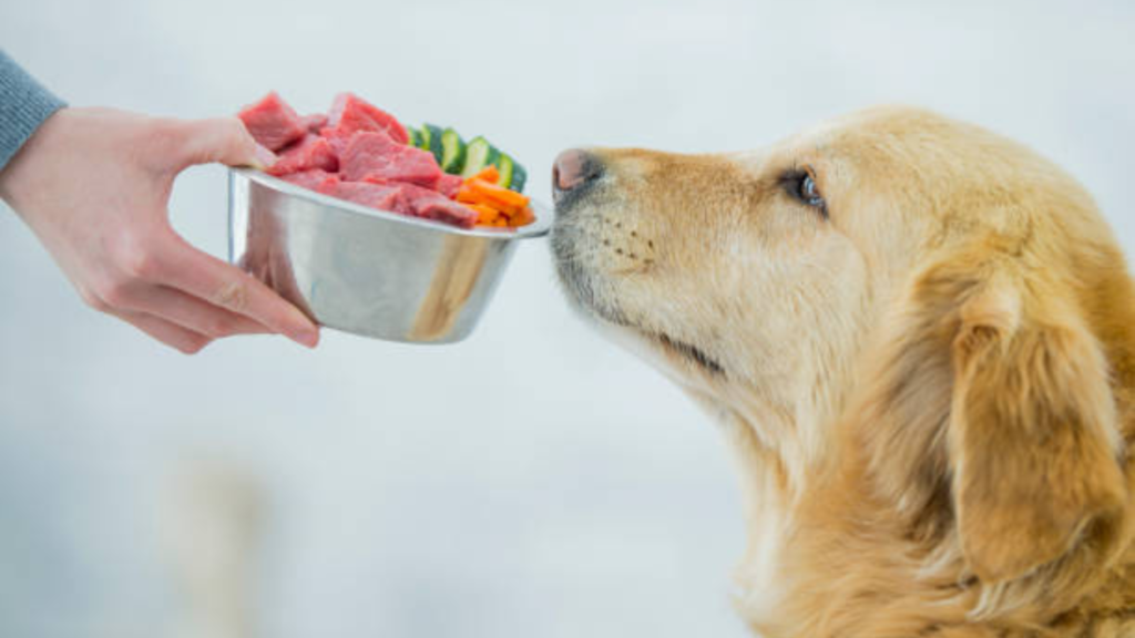 A feeding bowl filled with meat and vegetables is sniffed by a Golden Retriever.