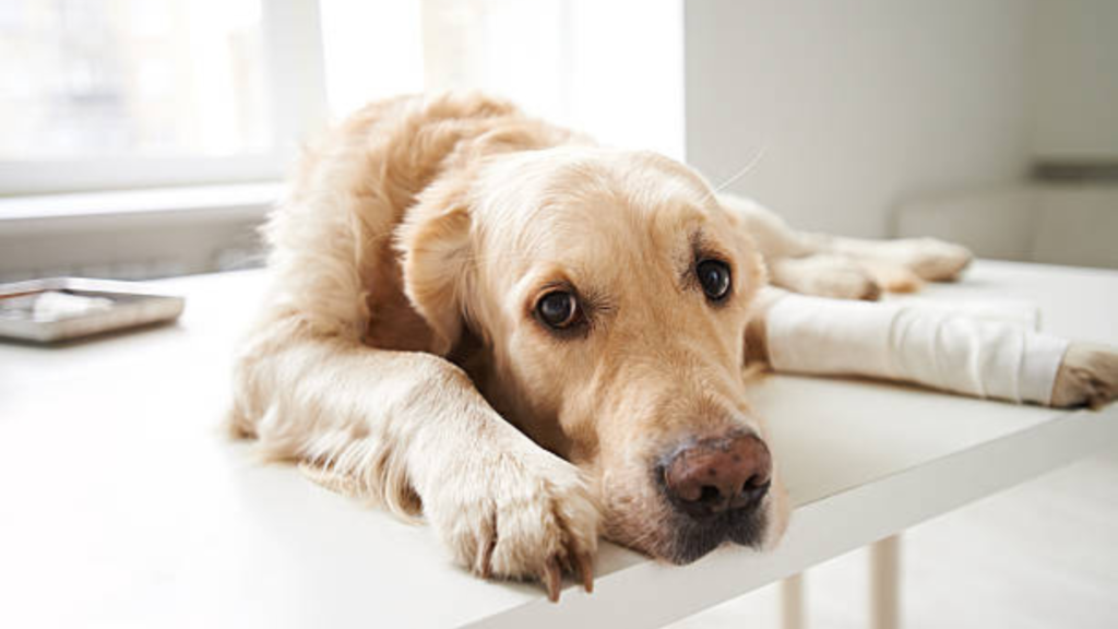 A Golden Retriever with bandage is lying on a table