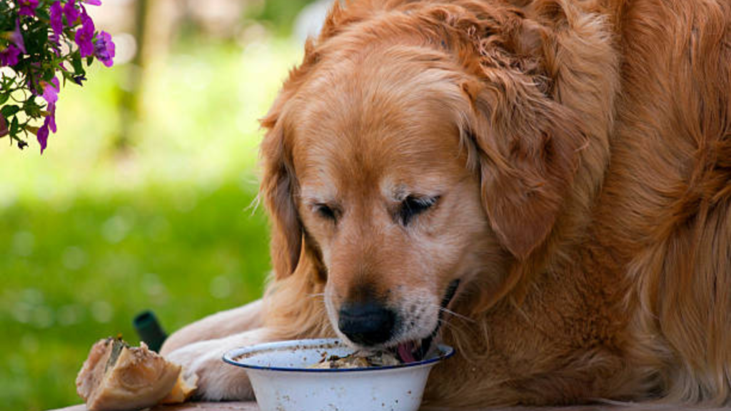 An old Golden Retriever is eating in a feeding bowl while lying down.