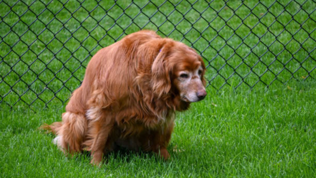 Old female Golden Retriever is urinating in a field of grass