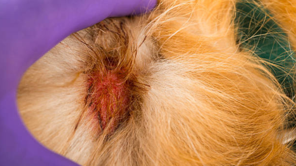 A focused image of a skin condition in a Golden Retriever.