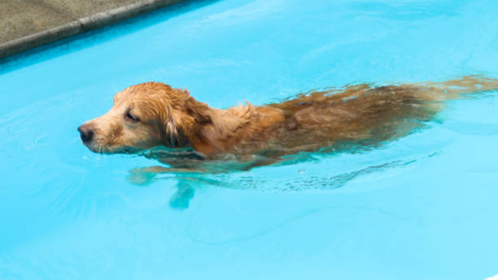 A Golden Retriever is swimming in a pool