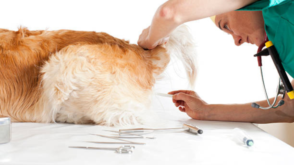 The veterinarian is performing a vaginal test on a Golden Retriever
