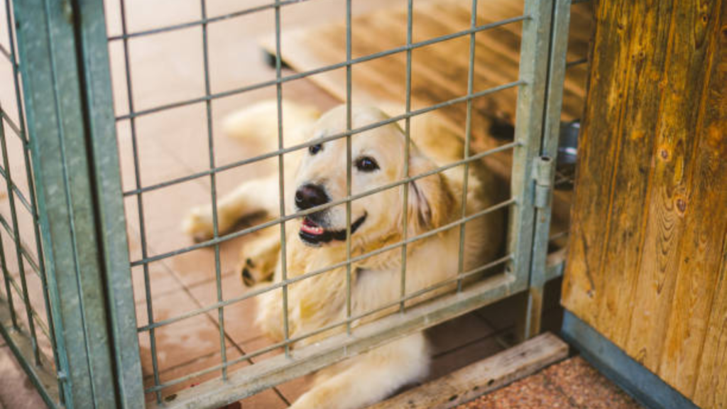 A Golden Retriever is trapped in a crate this happens when do Golden Retrievers go into heat