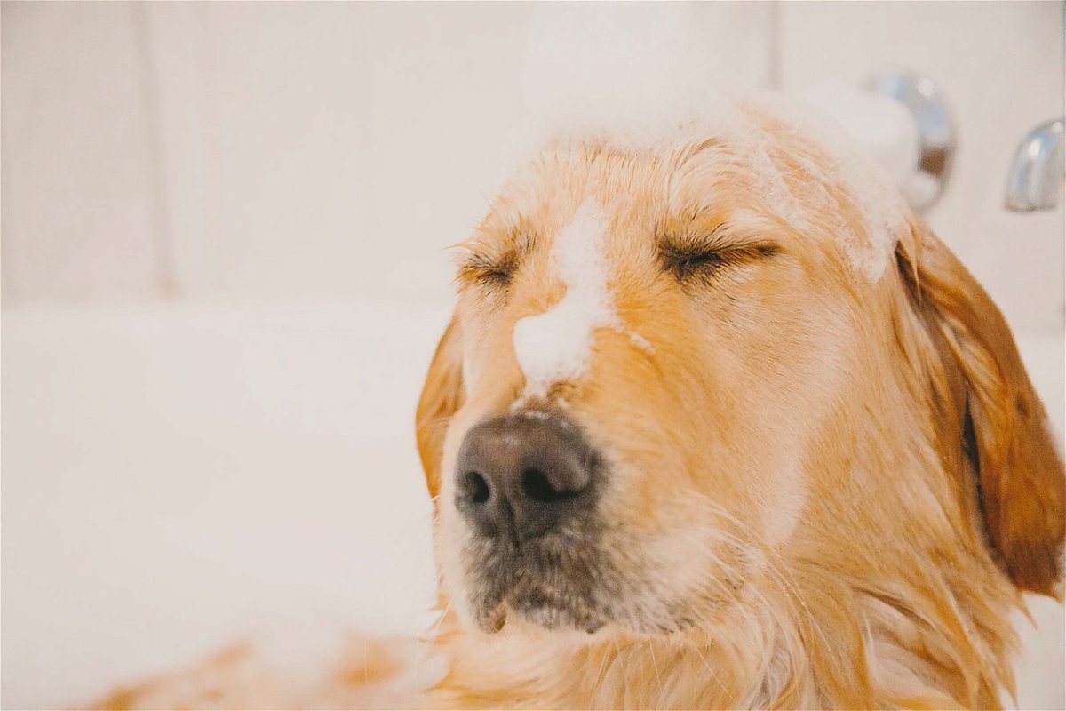 Best Dog Shampoos for Golden Retrievers