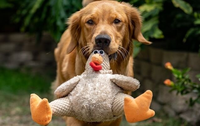Golden Retriever with a plush toy
