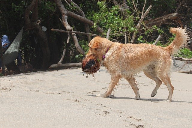 are Golden Retrievers good hunting dogs.