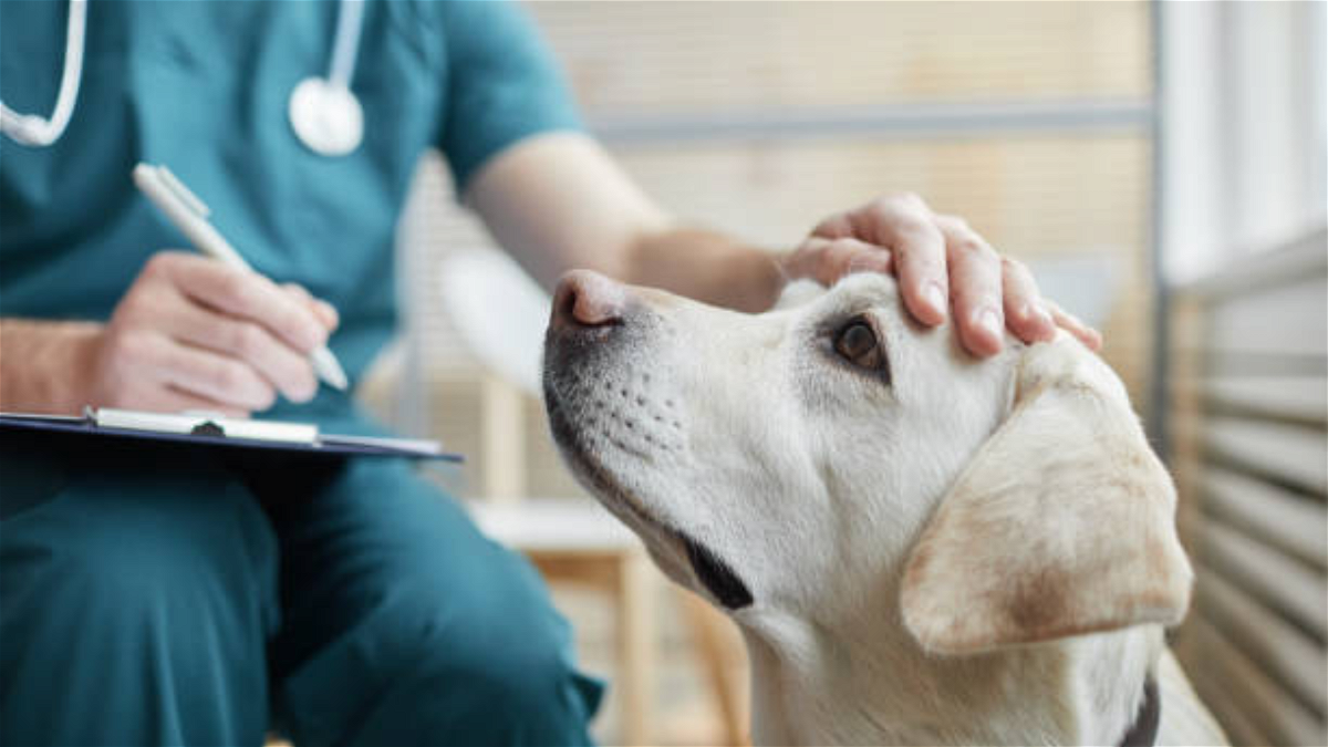 A Veterinarian checks a dog for common health problems in Golden Retrievers