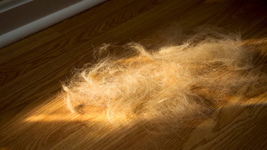 A pile of non-hypoallergenic Golden Retriever fur on a laminated wooden floor.