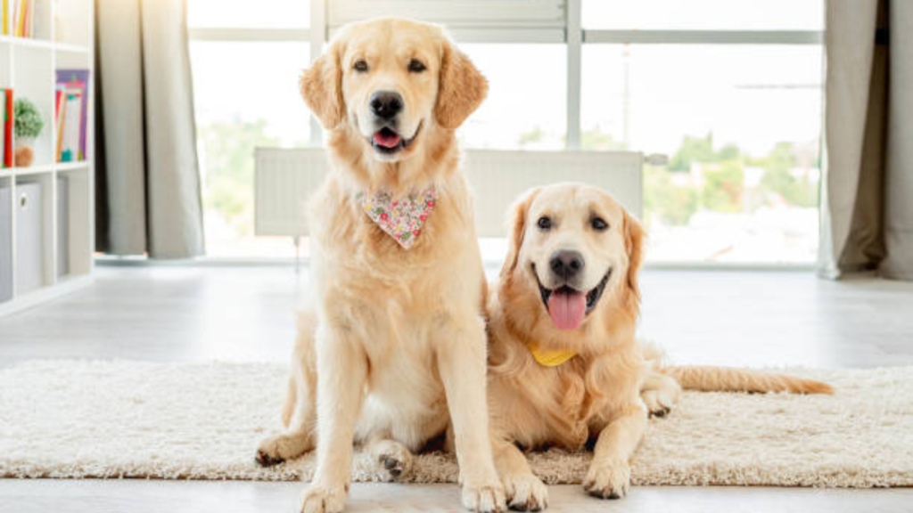 Two golden retrievers are focused in a photo. One is sitting upright while the other one is laying on the floor.