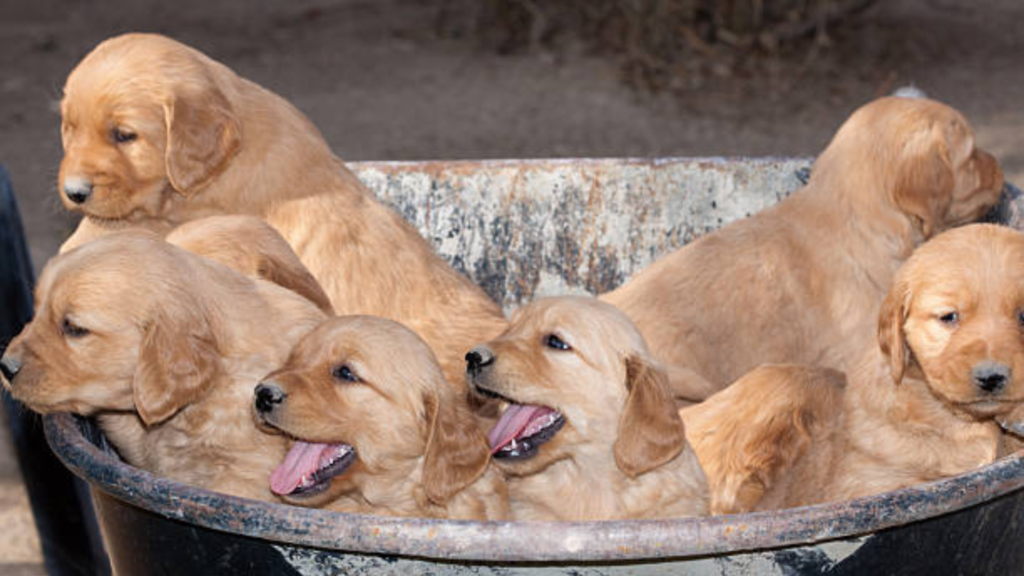 6 Golden Retriever puppies are placed inside a basin. Average number of how many puppies do Golden Retrievers have