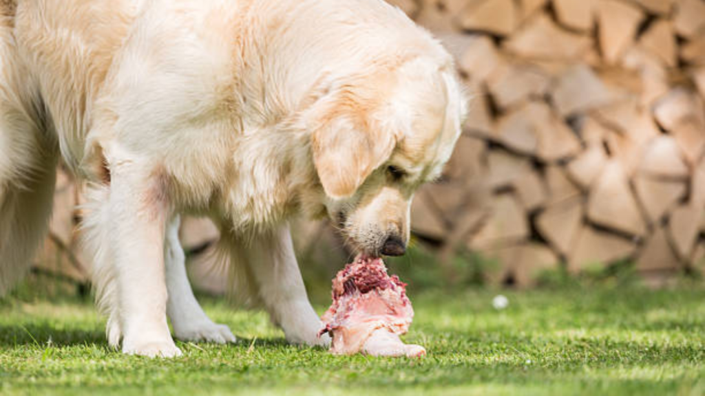 The Golden Retriever is eating a raw meat on the grass