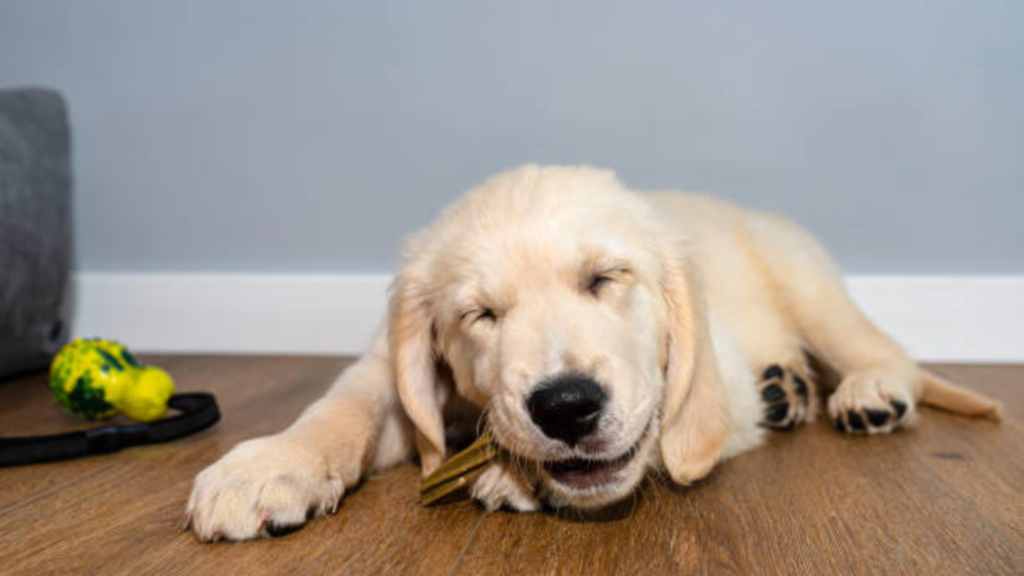 Golden Retriever puppy is chewing a dental stick while lying on the floor