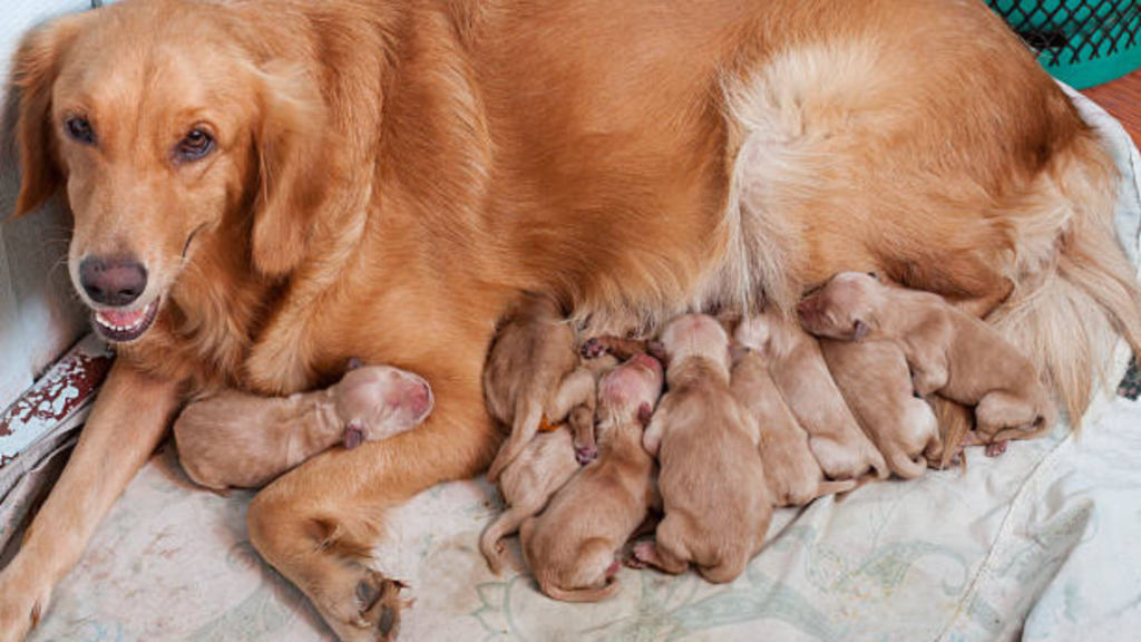 A golden retriever is breastfeeding her puppies while lying on the floor