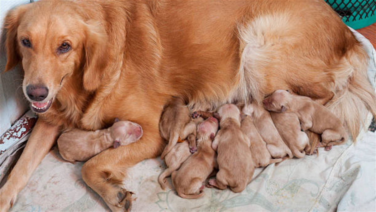 how-long-are-golden-retrievers-pregnant-answered-by-a-vet