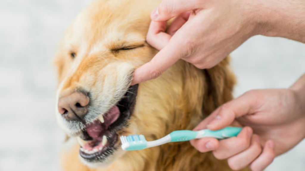 A Golden Retriever is being toothbrushed by its owner