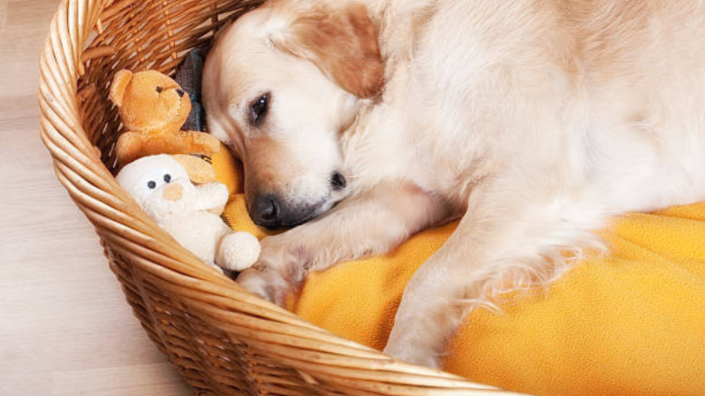 A Golden Retriever is lying on its bed waiting for labor