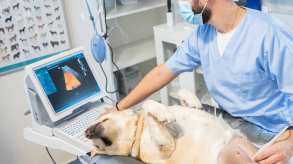The veterinarian is performing an ultrasound in a golden retriever