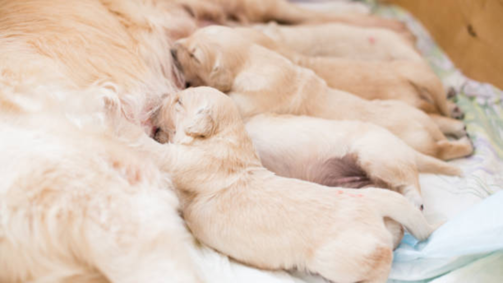 Golden Retriever puppies are breastfeeding 