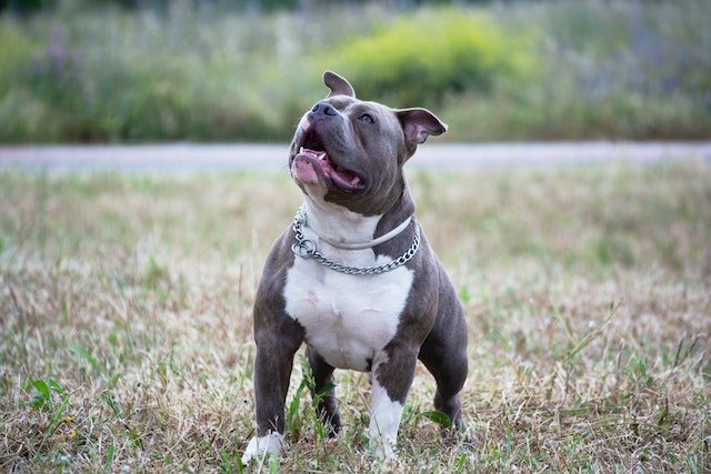 A Pitbull standing outdoors