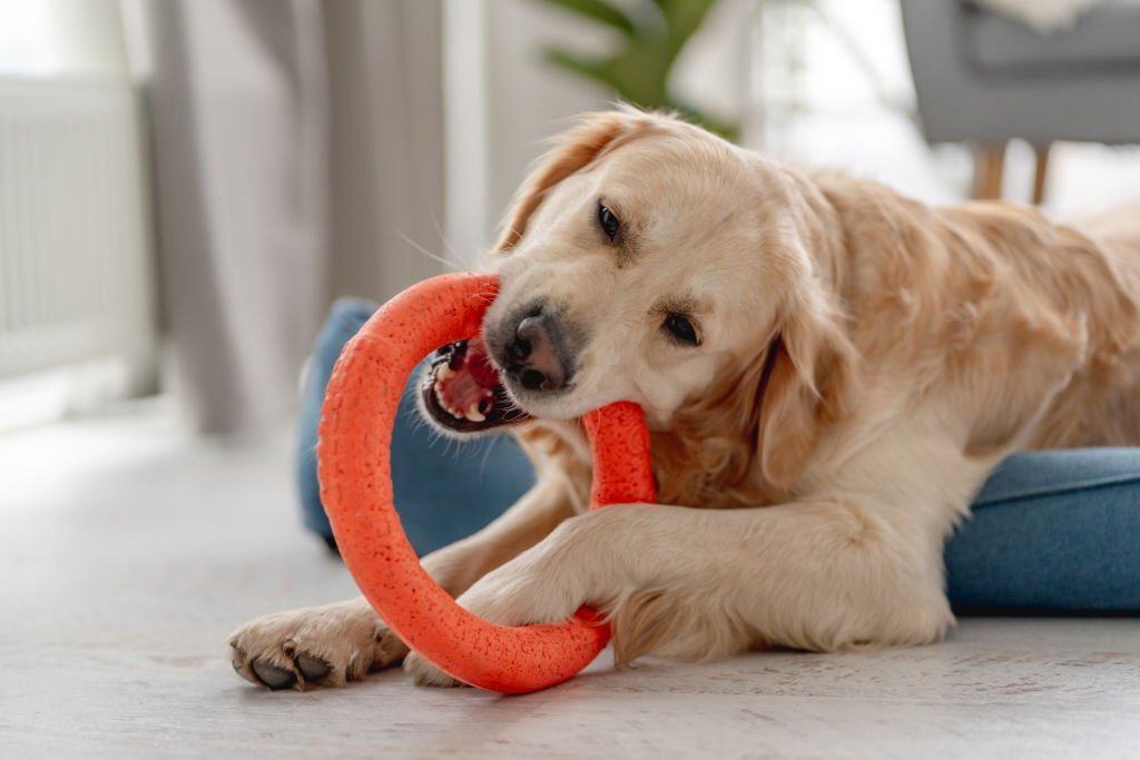 Golden retriever dog biting ring toy while lying on dog bed at home