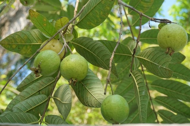 Guava fruits on a tree