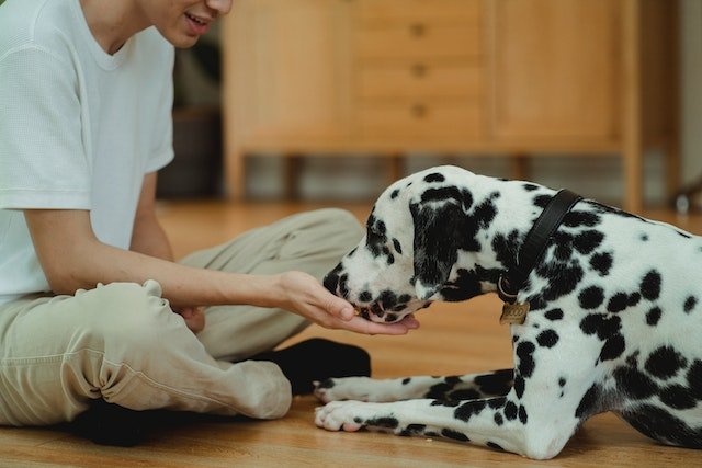 Man Feeding His Dalmatian Dog From His Hand