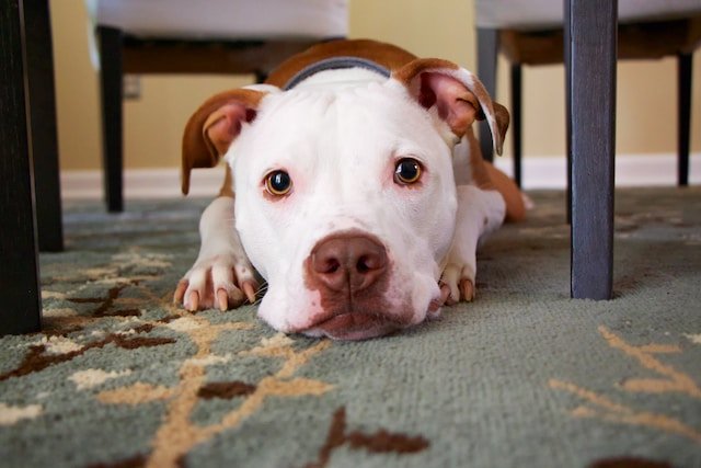 Pitbull on a carpet