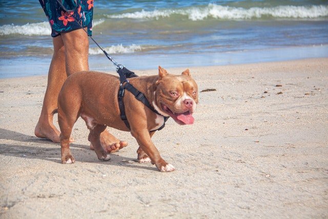Walking a Pitbull along the beach