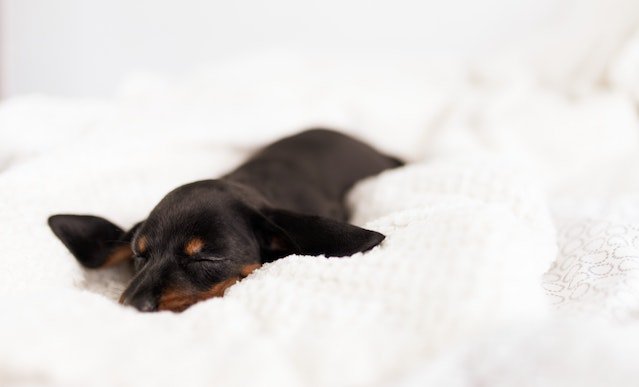 best dog beds for Dachshunds