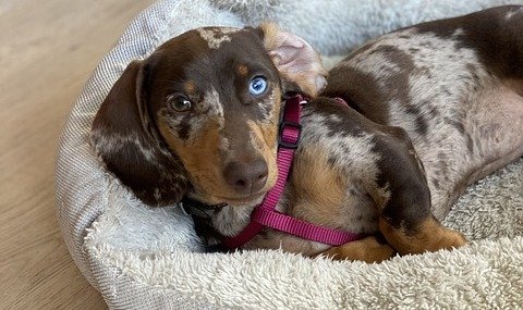 best dog beds for Dachshunds