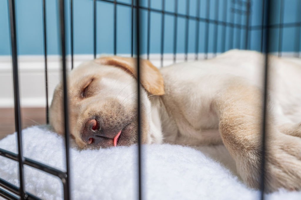A cute young Yellow Labrador puppy with tongue out sleeping in a wire dog crate