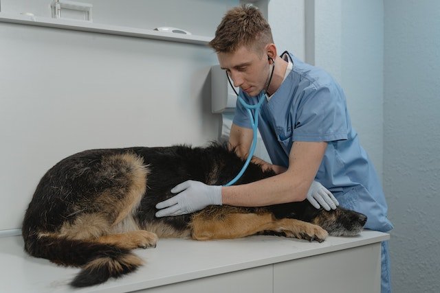 A sick dog at the vet