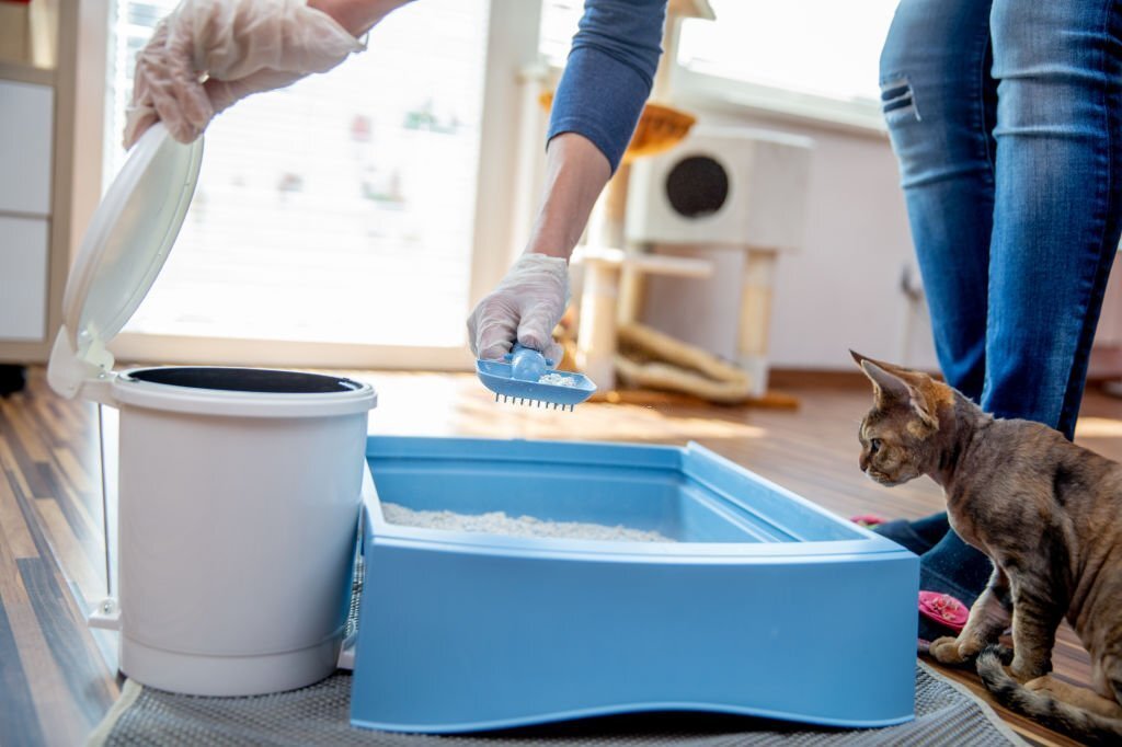 Adult Woman Cleaning Cat Litter Box at Home.